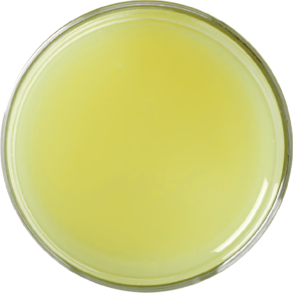 GREEN LIME