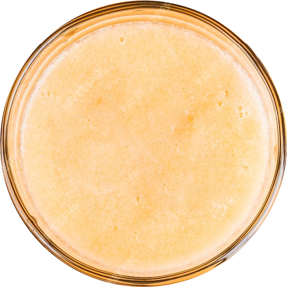HONEYDEW MELON