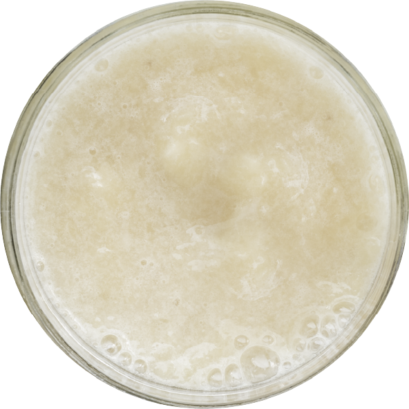 LONGAN