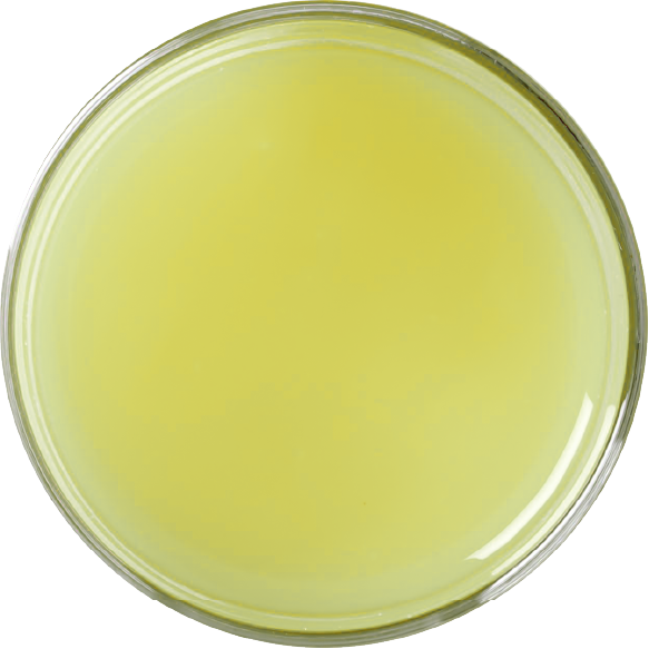 WHITE GRAPE