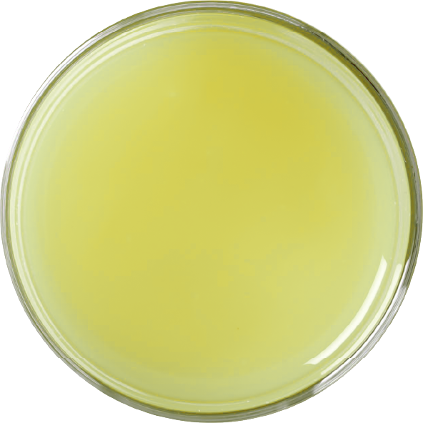 WHITE GRAPEFRUIT